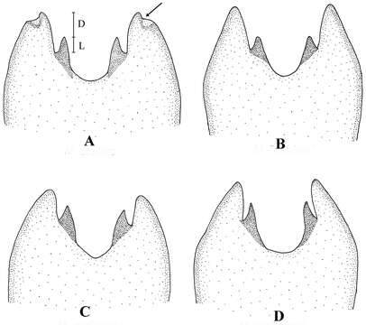 صورة Melanostoma