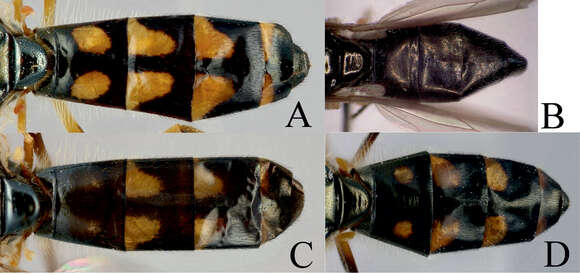 Image de Melanostoma