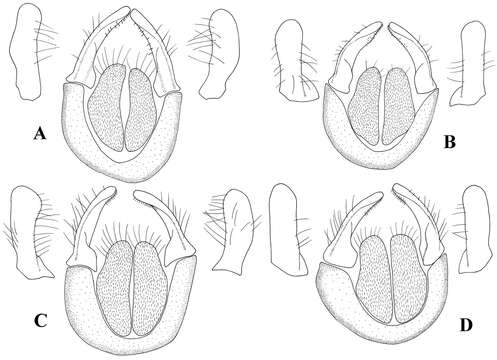 Image de Melanostoma