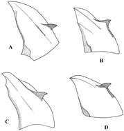 Image de Melanostoma