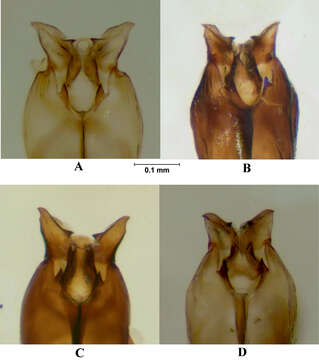 Image de Melanostoma