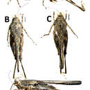 Image of Teredorus parvipulvillus Deng, W.-A., C. Lei & Z. Zheng 2014