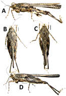 Image of Polyneoptera