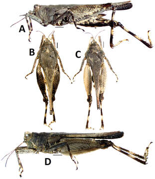 Image of Teredorus hunanensis Deng, W.-A., C. Lei & Z. Zheng 2014