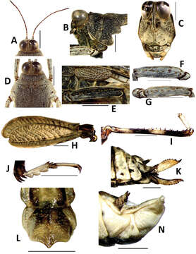 Imagem de Teredorus hunanensis Deng, W.-A., C. Lei & Z. Zheng 2014