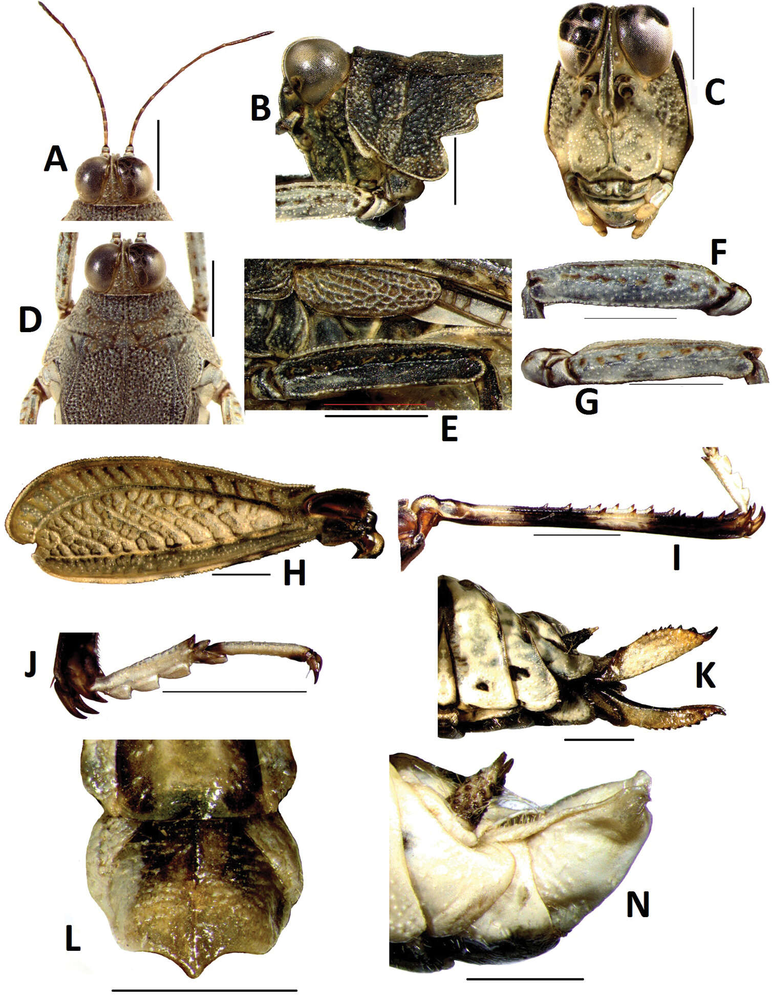 Image of Teredorus hunanensis Deng, W.-A., C. Lei & Z. Zheng 2014