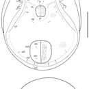 Слика од Neoribates (Neoribates) paramacrosacculatus Ermilov & Martens 2014