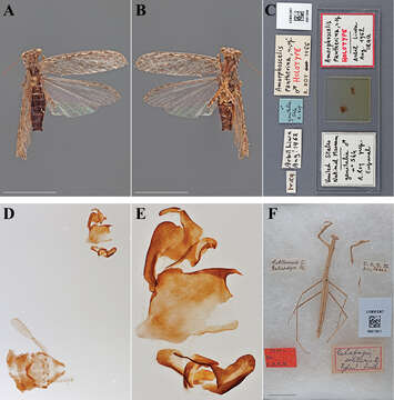 Image de Galapagia