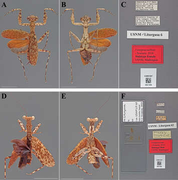 Image of Lichen Mantises