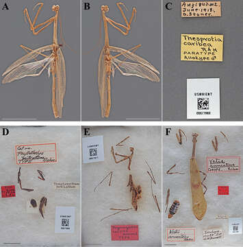 Imagem de Phyllothelys