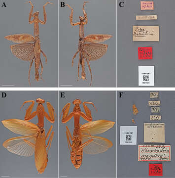 Image of Rhombodera