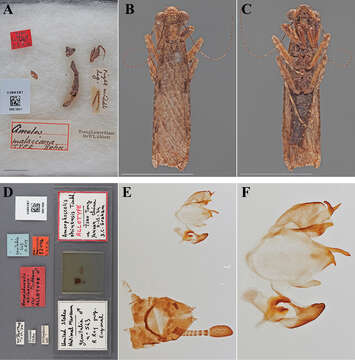 Image of Amorphoscelis