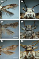 صورة Palaeomystella fernandesi Moreira & Becker