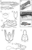 صورة Palaeomystella fernandesi Moreira & Becker