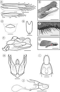 Plancia ëd Palaeomystella fernandesi Moreira & Becker