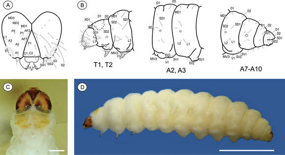 Plancia ëd Palaeomystella fernandesi Moreira & Becker