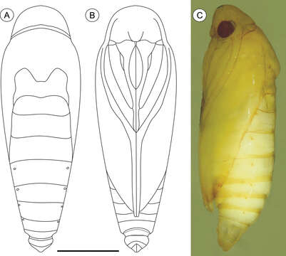 Plancia ëd Palaeomystella fernandesi Moreira & Becker