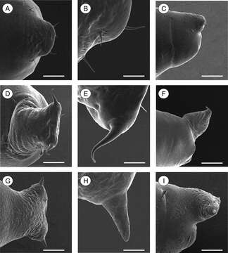 Plancia ëd Palaeomystella fernandesi Moreira & Becker