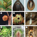 Plancia ëd Palaeomystella fernandesi Moreira & Becker