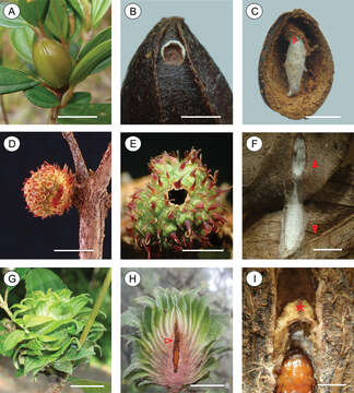 Plancia ëd Palaeomystella fernandesi Moreira & Becker