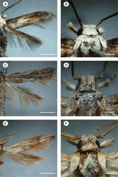 Plancia ëd Palaeomystella rosaemariae Moreira & Becker