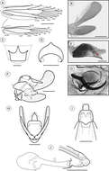 صورة Palaeomystella rosaemariae Moreira & Becker