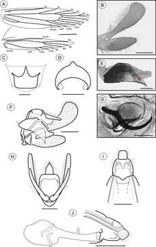 Plancia ëd Palaeomystella rosaemariae Moreira & Becker