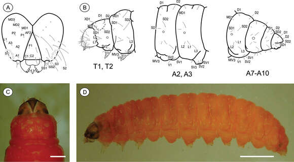 Plancia ëd Palaeomystella rosaemariae Moreira & Becker