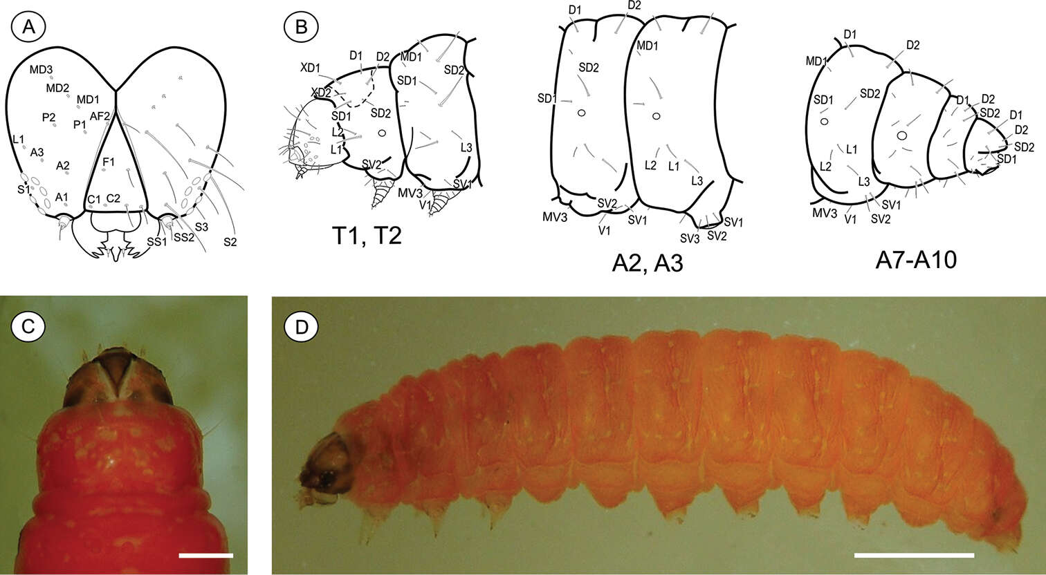 صورة Palaeomystella rosaemariae Moreira & Becker