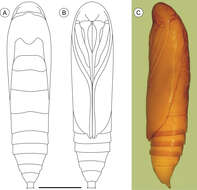 صورة Palaeomystella rosaemariae Moreira & Becker