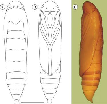 Plancia ëd Palaeomystella rosaemariae Moreira & Becker