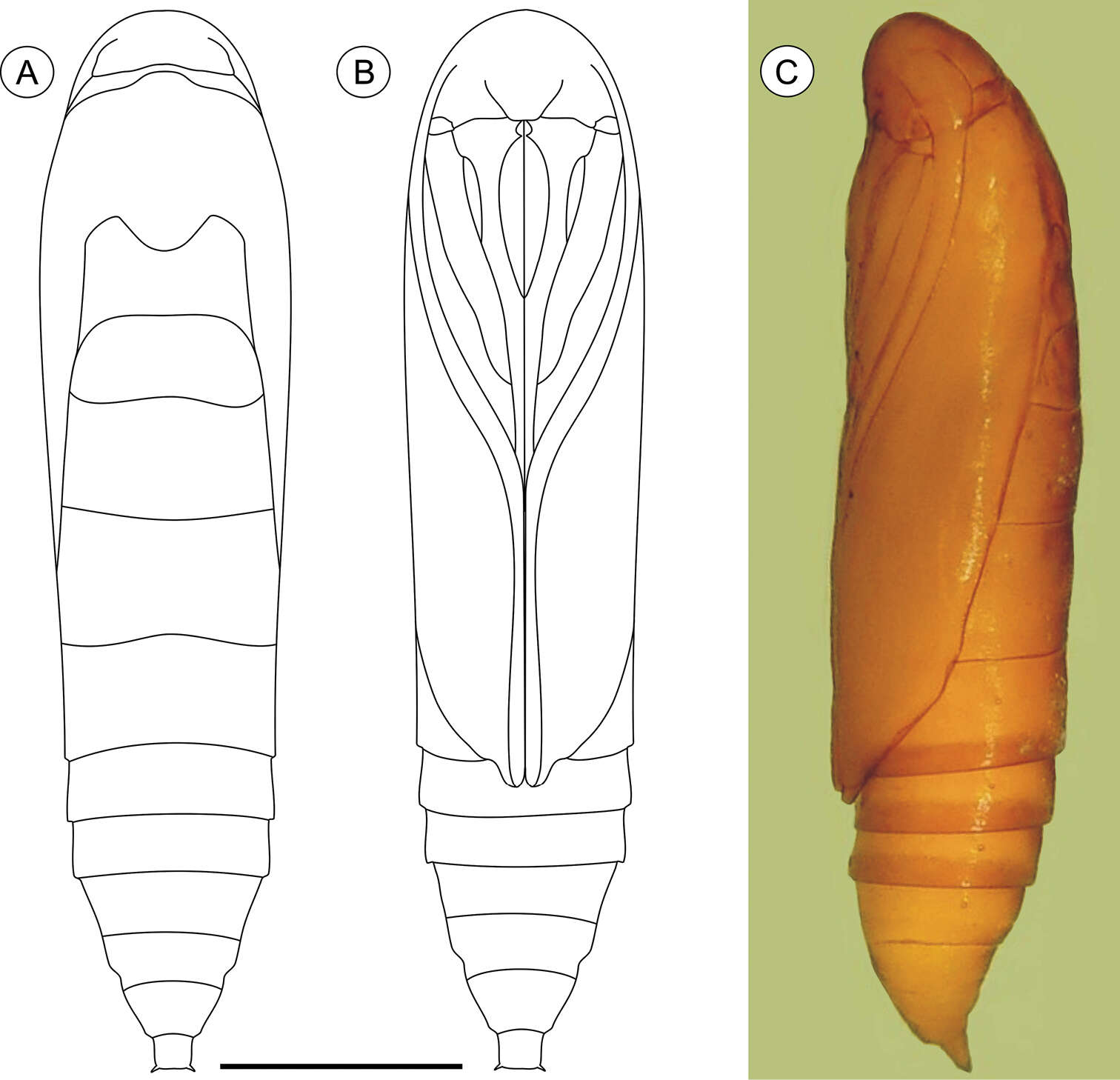 صورة Palaeomystella rosaemariae Moreira & Becker