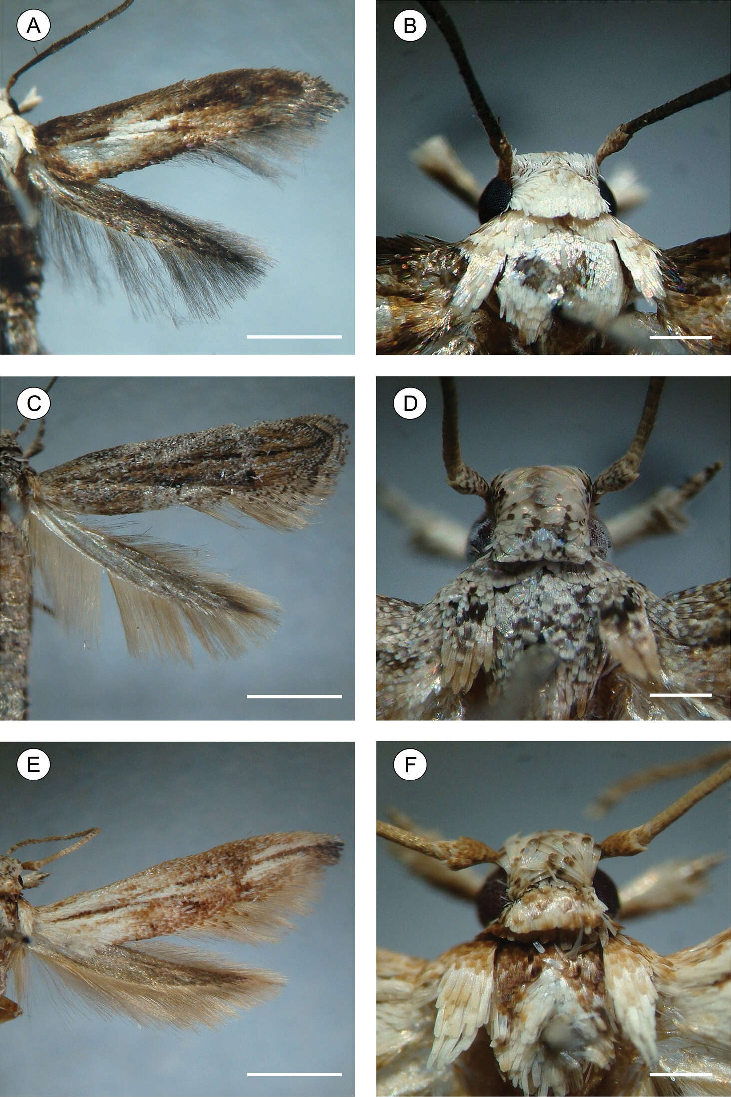 Plancia ëd Palaeomystella tavaresi Becker & Moreira