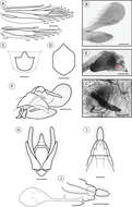 Plancia ëd Palaeomystella tavaresi Becker & Moreira