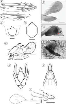 Image of Palaeomystella tavaresi Becker & Moreira