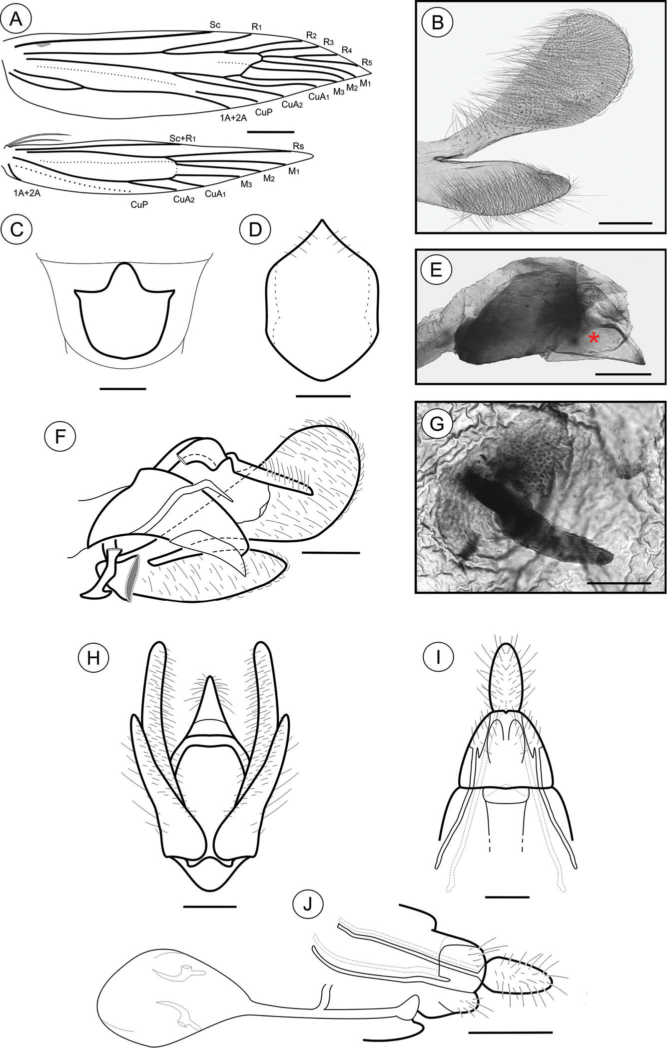 Plancia ëd Palaeomystella tavaresi Becker & Moreira