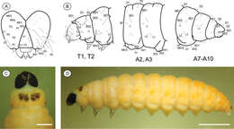 Plancia ëd Palaeomystella tavaresi Becker & Moreira