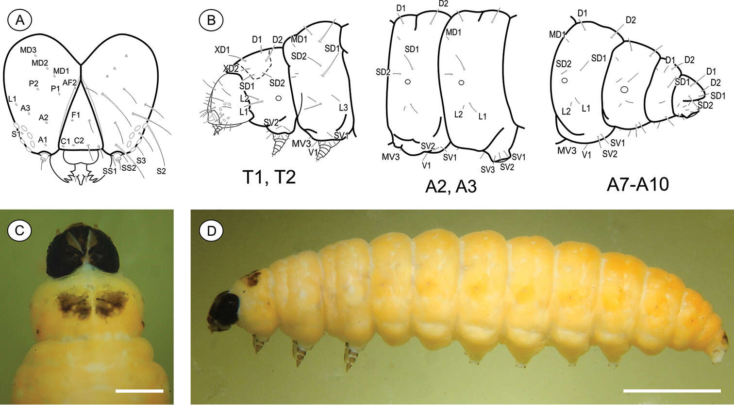 Plancia ëd Palaeomystella tavaresi Becker & Moreira