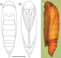 Plancia ëd Palaeomystella tavaresi Becker & Moreira