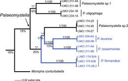 Plancia ëd Palaeomystella tavaresi Becker & Moreira