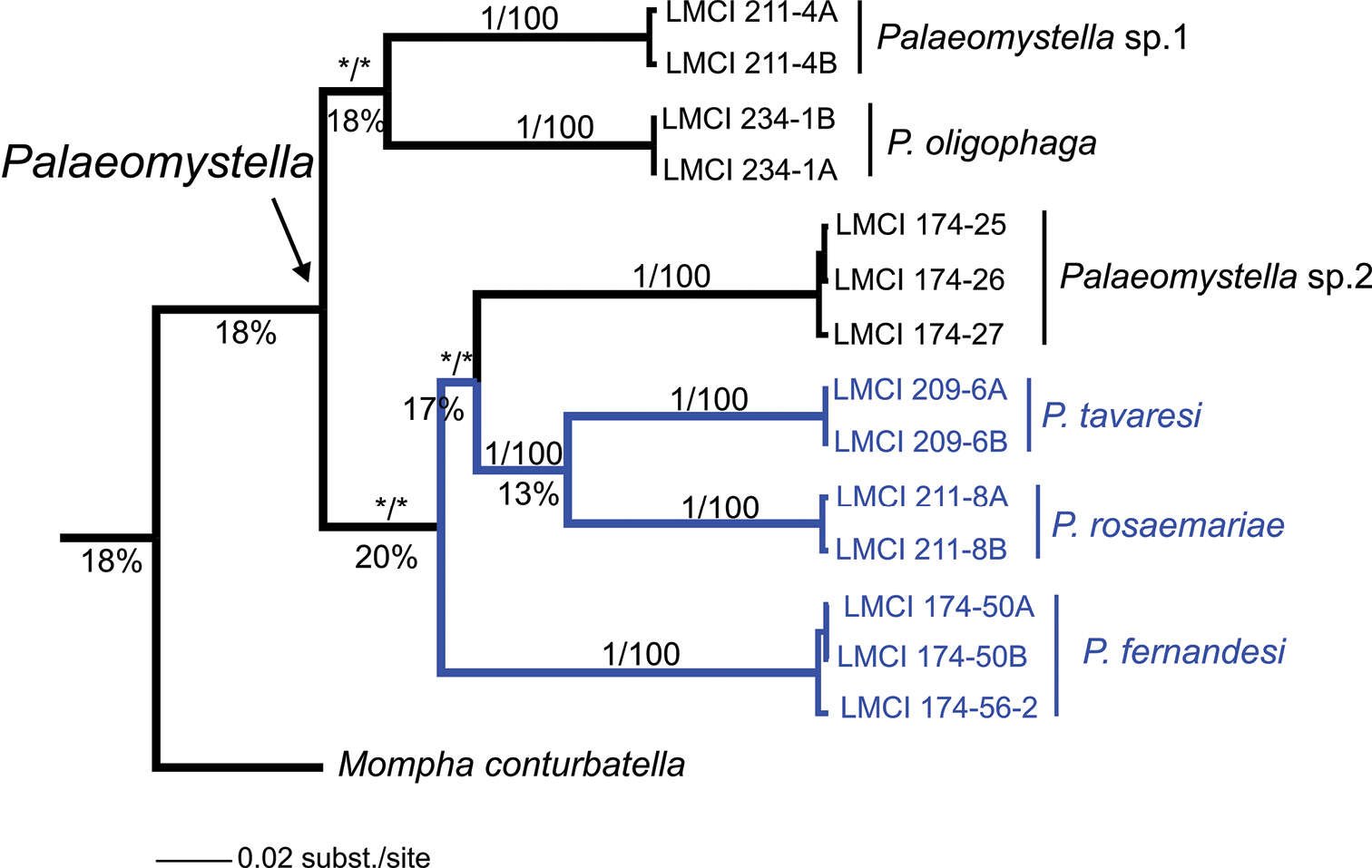 Plancia ëd Palaeomystella tavaresi Becker & Moreira