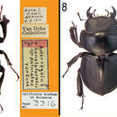 Image of Apterocyclus palmatus Van Dyke 1922