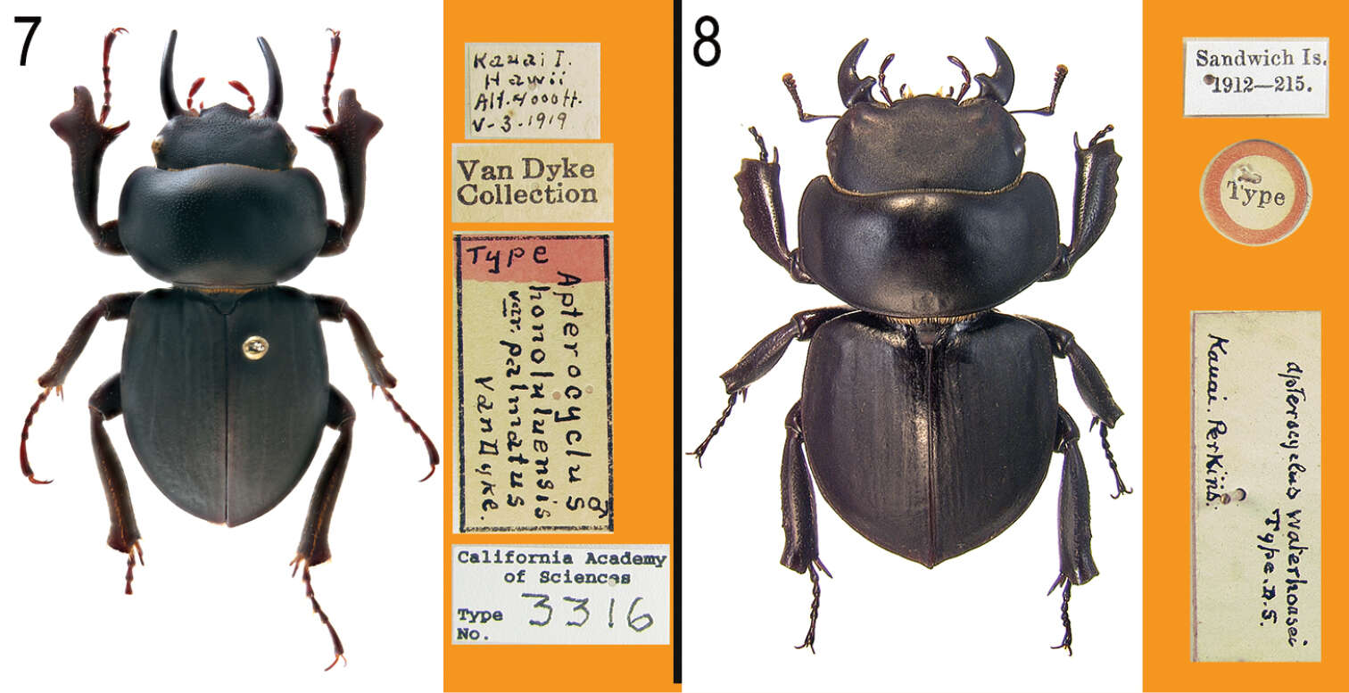 Image of Apterocyclus waterhousei Sharp 1909