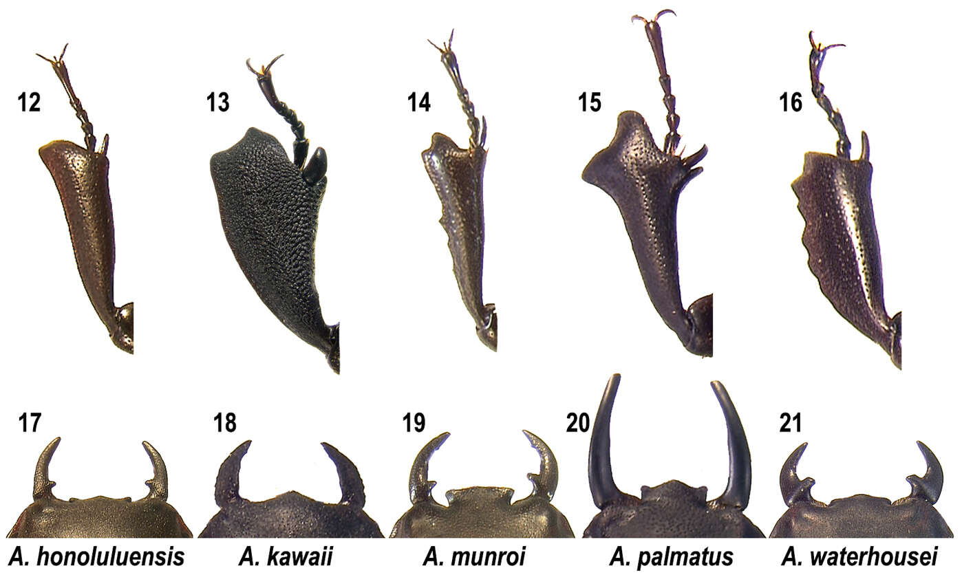 Image de Apterocyclus waterhousei Sharp 1909