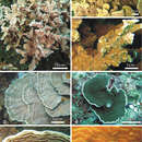 Image of Carinae ridge foliose coral