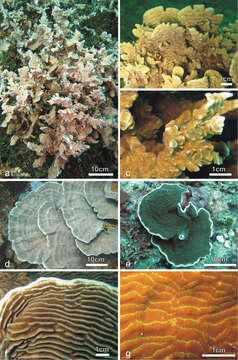 Слика од unclassified Scleractinia