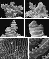 Image of unclassified Scleractinia