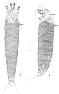 Sivun Colomerus novahebridensis Keifer kuva