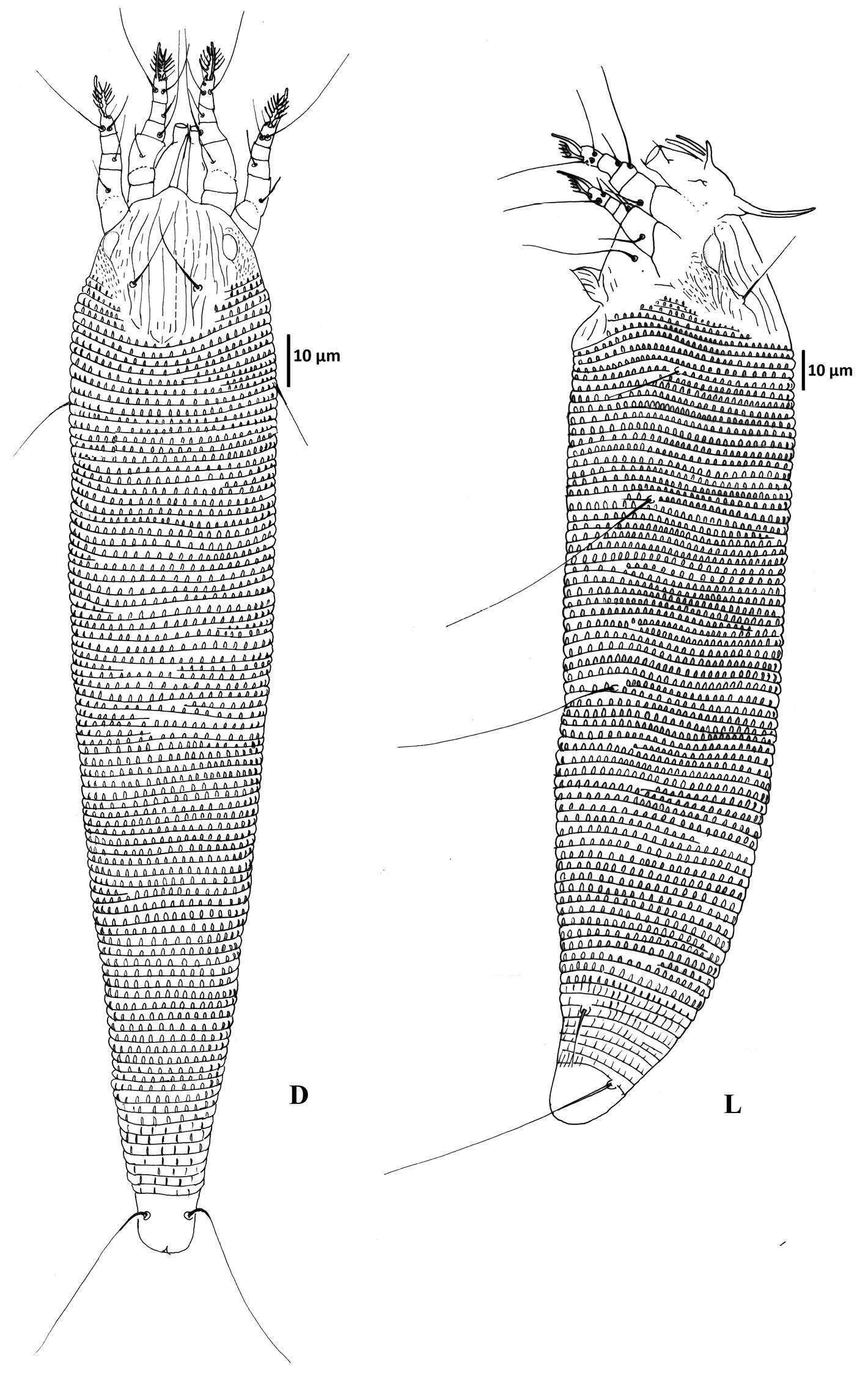 Sivun Colomerus novahebridensis Keifer kuva