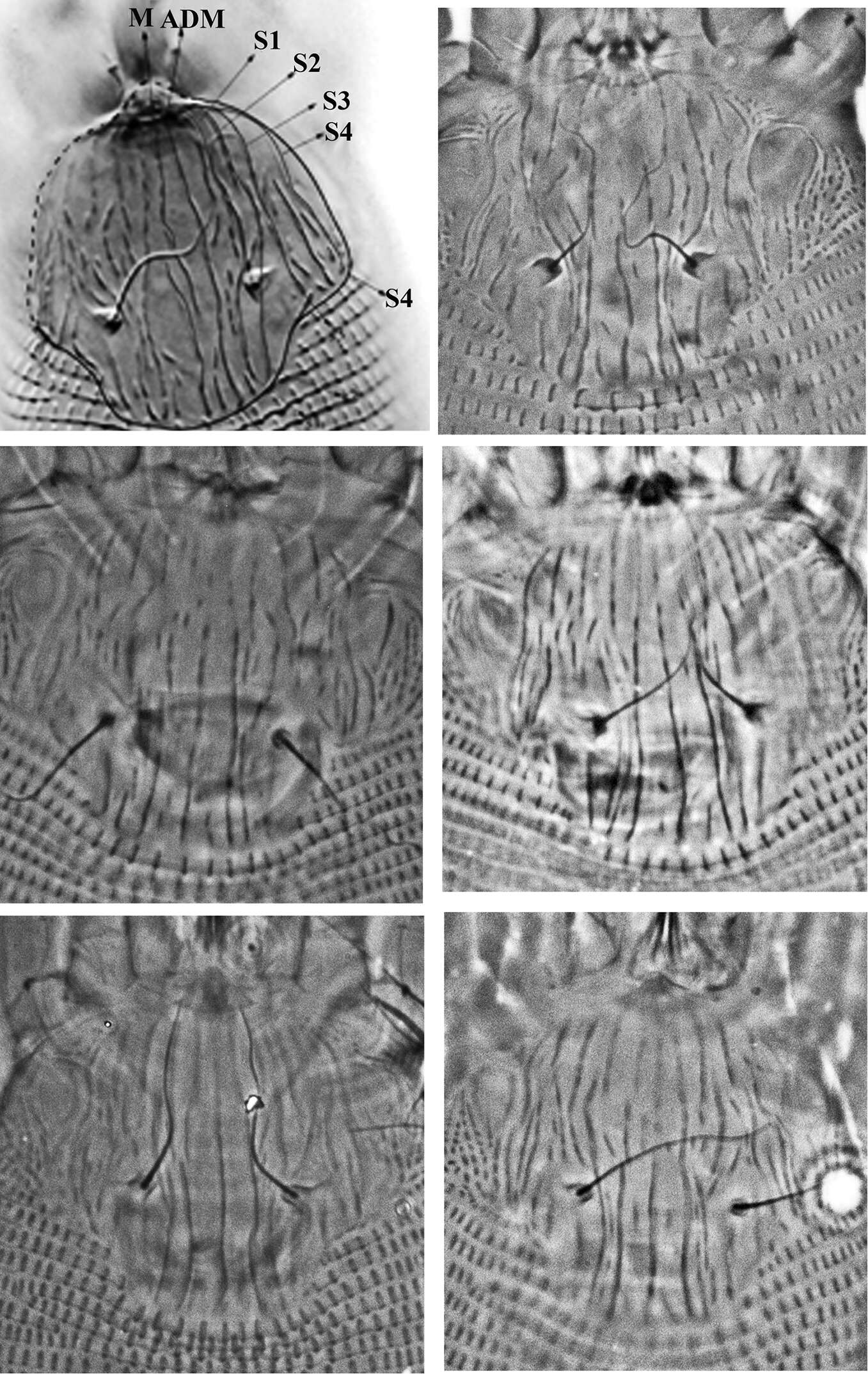 Image of Colomerus novahebridensis Keifer